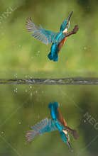 Kingfisher