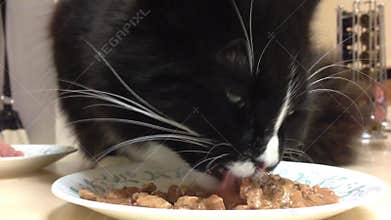 Cat eating meat