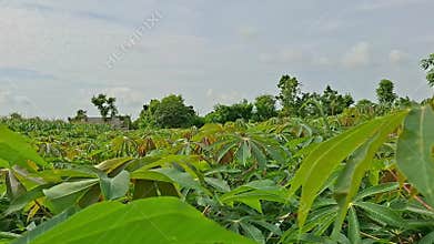 windblown cassava fields, Manihot esculenta