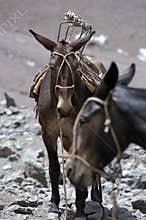 Horses kept in mountainous areas for the movement of climbers, mountaineers, and tourists. Blindfolded horses. Beautiful horses