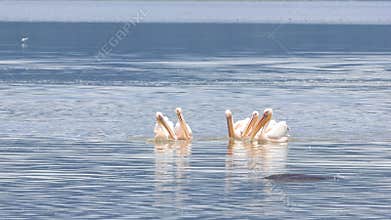 Flock of pelicans dipping their heads in the lake in Tanzania, Africa