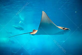 Stingray