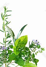 Herb Border