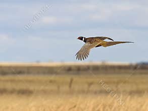 Flying Rooster Pheasant