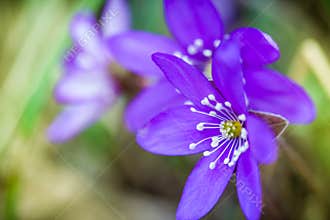 Blue flowers