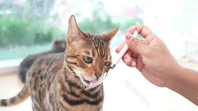 Close up of hand feeding a cat with creamy cat treat. Pet care and cat