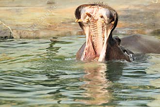 Hippo with open mouth