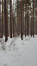 Moody winter forest with tall pine trees