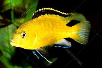 Yellow Fish