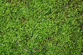 Moss texture