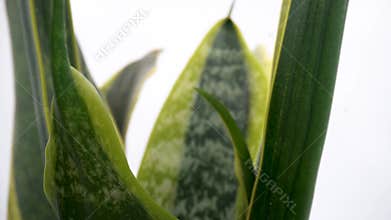 Close up of aloe vera leaves on isolated white background