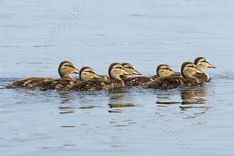 Mallard Ducklings in a Row