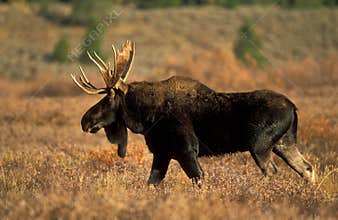Moose
