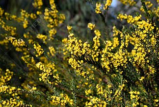 Australian native Golden Pea flowers , Aotus ericoides, family Fabaceae, subfamily Faboideae, in Sydney sclerophyll forest