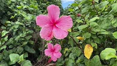 Vibrant Pink Hibiscus Flower in Full Bloom Surrounded by Lush Green Foliage in a Tropical Outdoor Garden
