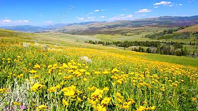 Wildflowers of Yellowstone National Park