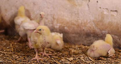 young broiler chickens at a large poultry farm