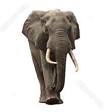 Elephant approaching isolated