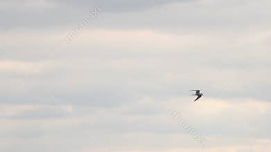 Graceful seagull flies on a cloudy sky