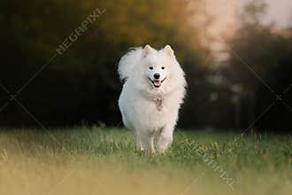 Happy samoyed dog walking on grass outdoors in summer