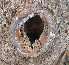 Cavity in an apple tree