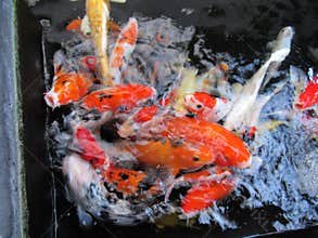 Many Koi Fish So Colourfull