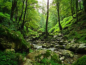 Forest brook streaming in The Caspian Hyrcanian forests , Iran