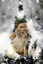 Multiple exposure: butterfly on the nose of ginger   cat.