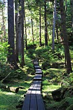Beautiful forest peaceful tranquil boardwalk old growth trees Haida Gwaii, Canada