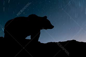 Bear and night sky with star