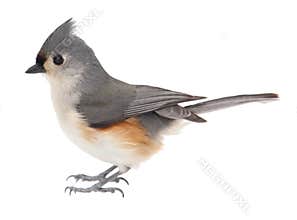 Tufted Titmouse, Baeolophus bicolor, isolated