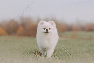 White pomeranian spitz dog posing outdoors in autumn