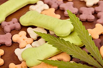 Bone shaped cookies treat dog biscuits, pet food, CBD cannabis, cannabidiol. Green leaf hemp closeup