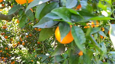 Orange tree with lots of fruits.