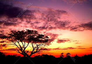 Sunset and tree