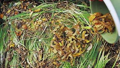 Farmer dumps organic waste into a compost pit