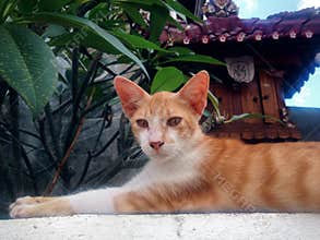 Sphinx Cat Pose Head Facing The Camera To The Side Of Young Cat Relaxed On The Wall Of Balinese Shrines