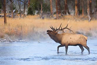 Elk Bugling While Crossing River