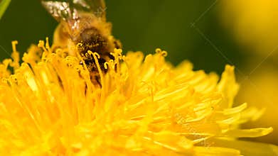 A honey bee collects nectar on a yellow dandelion on a sunny day.
