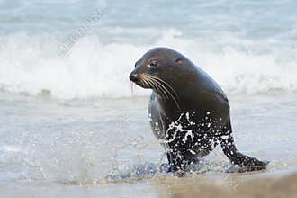 New Zealand fur seal