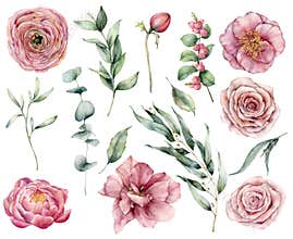 Watercolor floral set with pink flowers and greenery. Hand painted pink roses, buds, berries and eucalyptus leaves