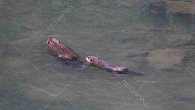 A high angle tracking shot of two beaver swimming in the lamar river of yellowstone national park