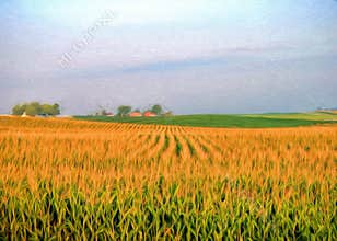 Corn field with blue sky and red barn.