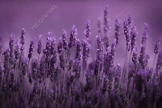 Row of lavender