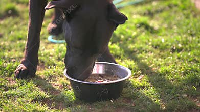 Dinner time, dog eating food from dog bowl.