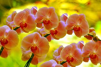 Sonata of orchids