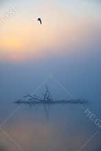 Bird Flying In Misty Autumn Morning