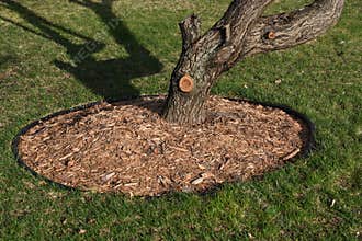 Mulch and shredded bark surround the base of a tree