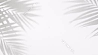 Shadow black white palm tropical leaf