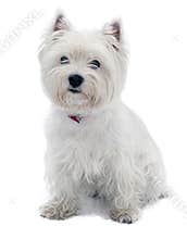 West Highland White Terrier